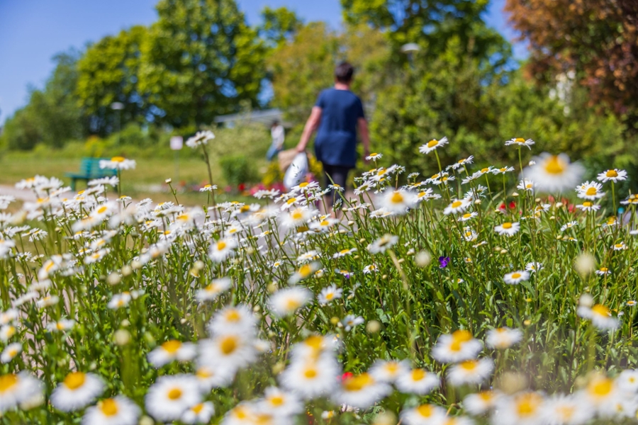 Wiese im Reha-Zentrum Bad Frankenhausen Wiese im Reha-Zentrum Bad Frankenhausen